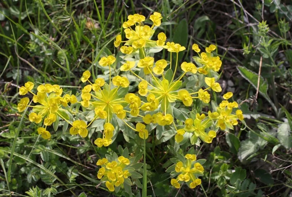 Мед молочай фото Euphorbia stepposa - Image of an specimen - Plantarium