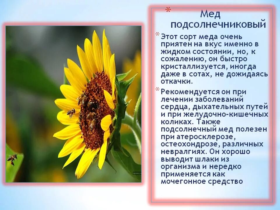 Мед подсолнечника фото и описание Мед подсолнуха польза eCookie.ru