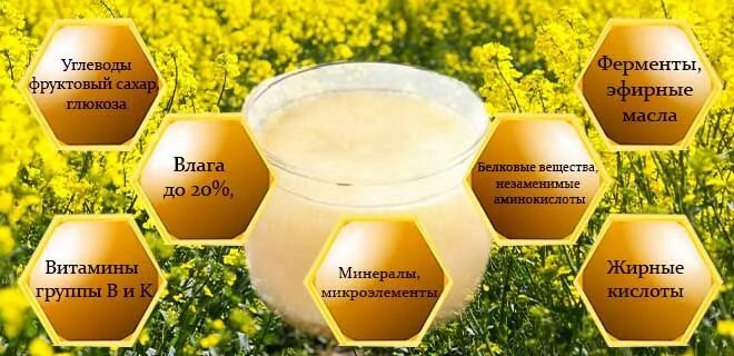 Мед рапсовый как выглядит фото и описание Рапсовый мед: полезные свойства и противопоказания