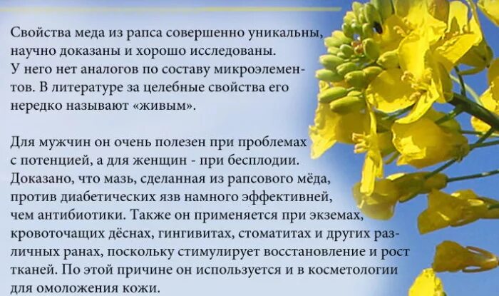 Мед рапсовый как выглядит фото и описание Рапсовый мед полезные свойства описание CoffMachines.ru