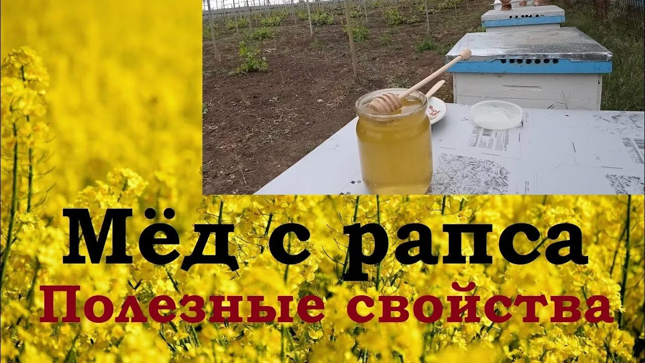 Мед рапсовый как выглядит фото и описание Уникальные свойства РАПСОВОГО МЁДА, рекомендуется при заболеваниях желудка и при