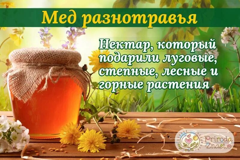 Мед разнотравье фото и описание Мед разнотравье: полезные свойства и противопоказания