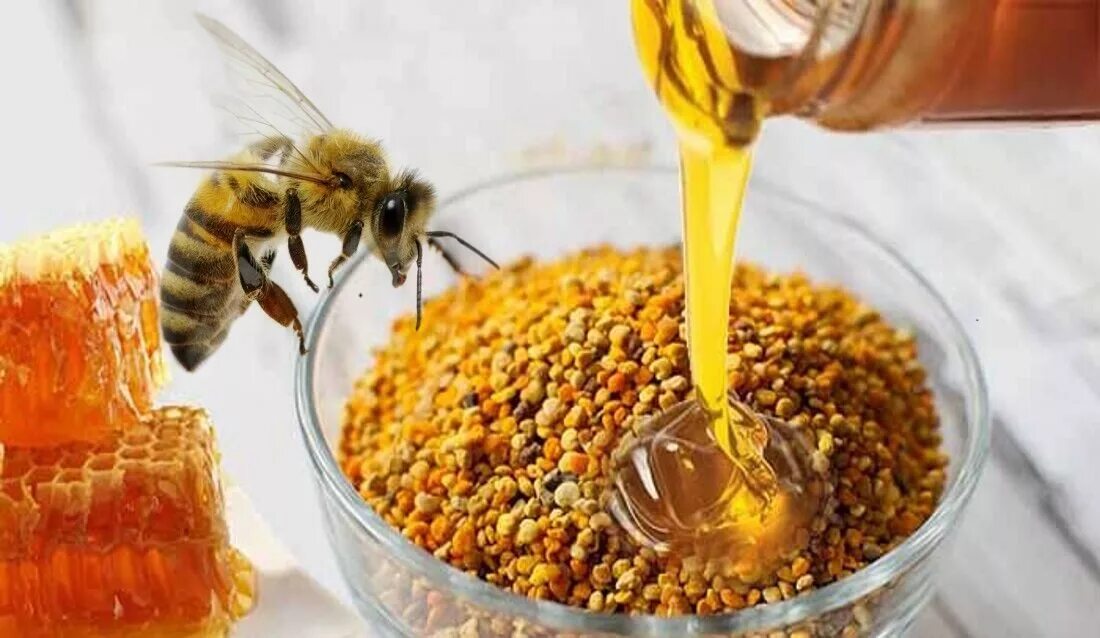 Мед с пергой как выглядит фото польза 7 Astounding Facts About Bees Hardly Ever Heard Of - STARNEWS