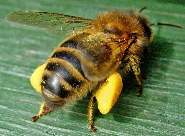 Мед шмеля фото Honey bee facts, Bee facts, Bee problem