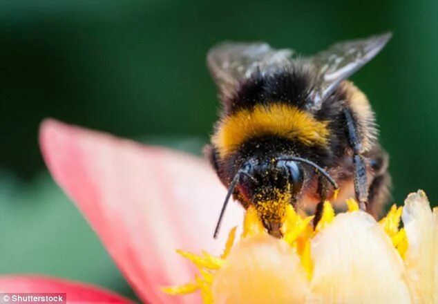 Мед шмеля фото Controversial pesticide could wipe out the bumblebee Hommels, Tuin, Tuintips