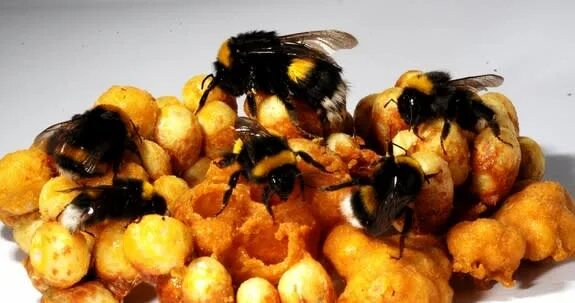 Мед шмеля фото How Queen Bees Reign Over Reproduction