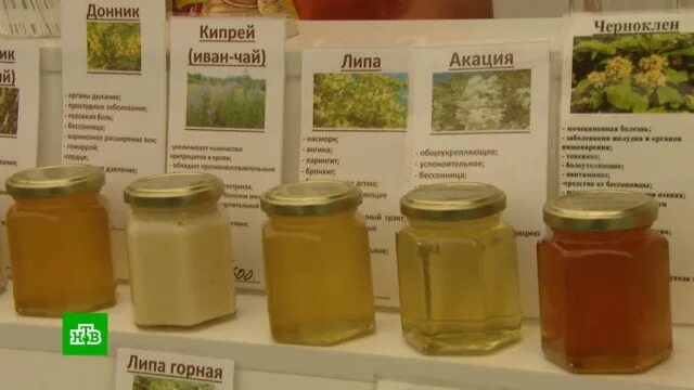 Мед сорта список и фото НТВ.Ru // Новости, видео, передачи телеканала НТВ, онлайн-вещание НТВ, программа
