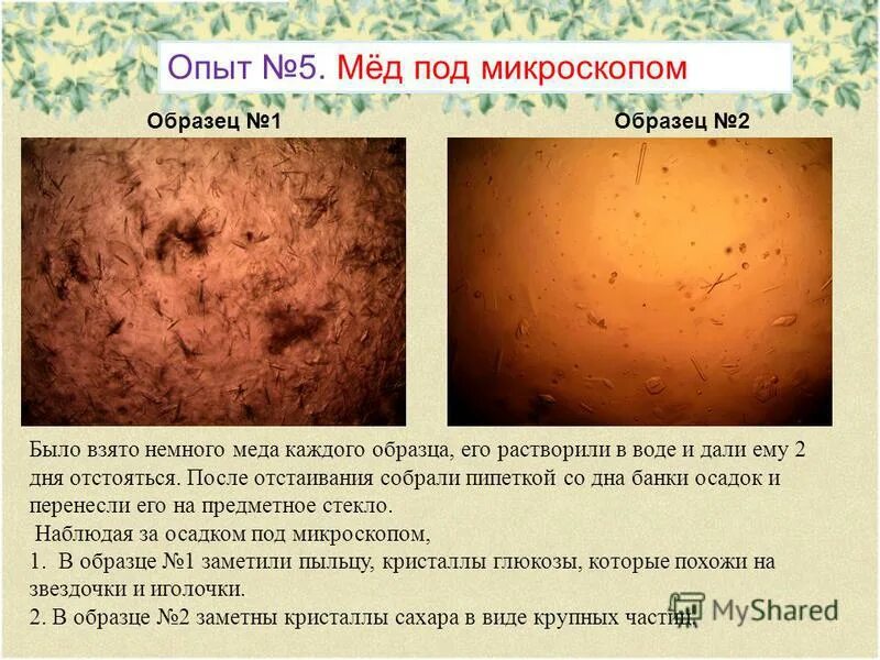 Мед в микроскопе фото Мед под микроскопом - CollectPhoto.ru