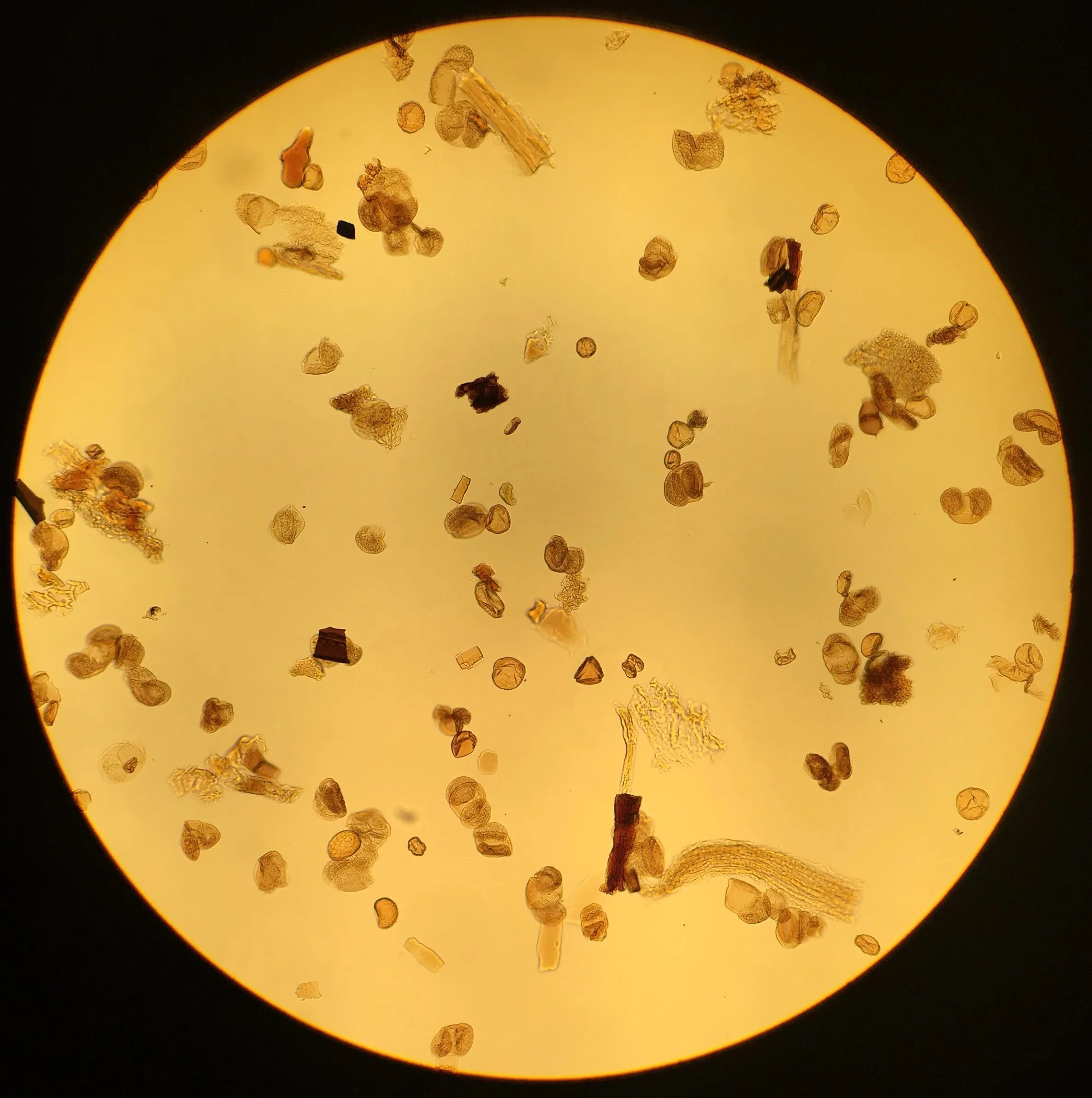 Мед в микроскопе фото Pollen Under a Microscope U.S. Geological Survey