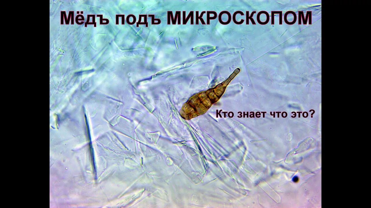 Мед в микроскопе фото Мёд под микроскопом 2000x - YouTube