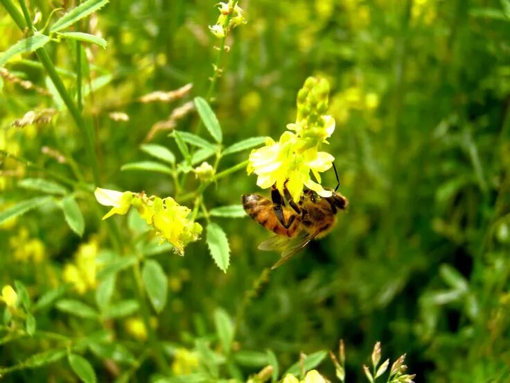 Мед желтый донник фото Yellow Sweet Blossom Clover Seed - Coated