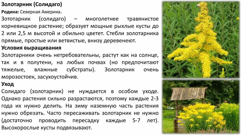 Мед золотарник описание и отзывы фото Золотарник применение Фитостудия-63.ру
