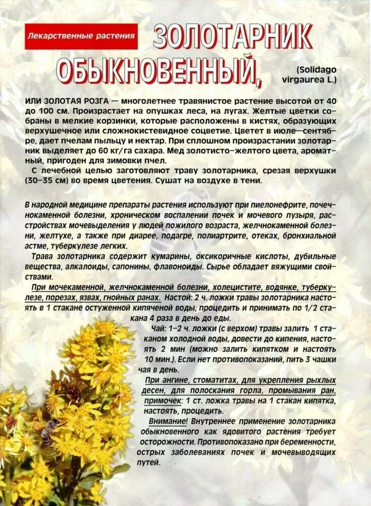 Мед золотарник описание и отзывы фото Золотарник обыкновенный Лекарственные растения, Траволечение, Растения