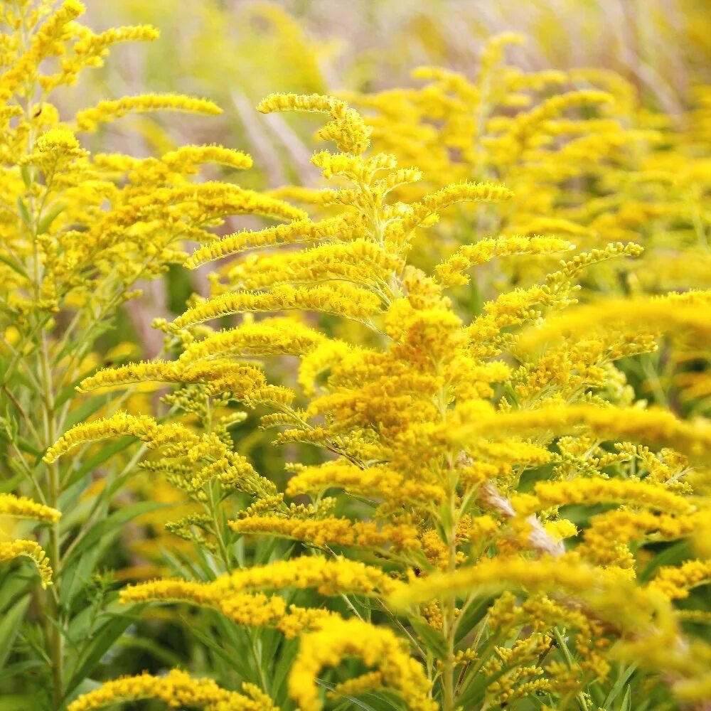 Мед золотарник описание и отзывы фото Канада Золотарник семена - Solidago canadensis - 2500 семян - Garden Seeds Marke