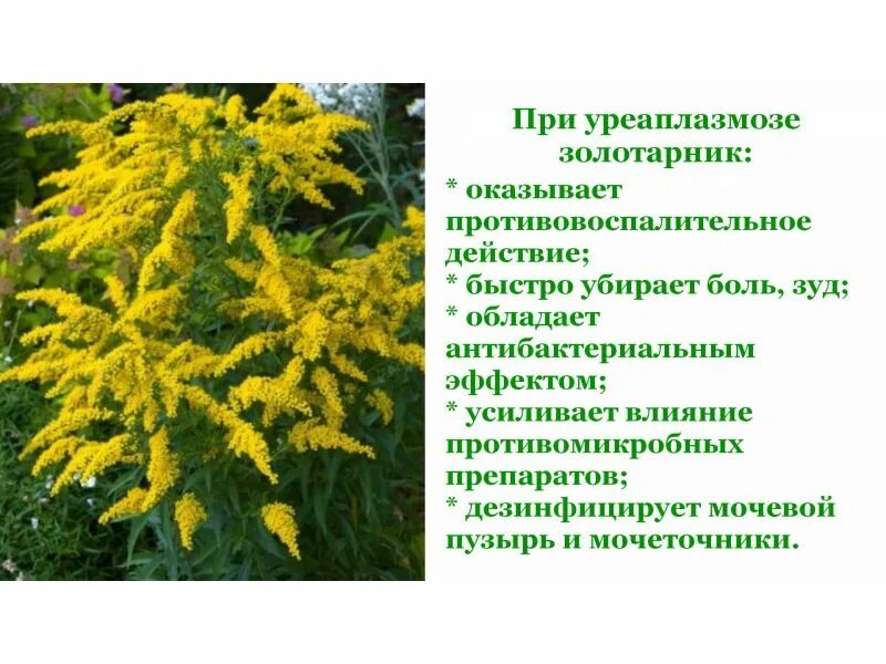 Мед золотарник описание и отзывы фото Описание и фотографии обыкновенного золотарника Планета земля Фотогалерея природ