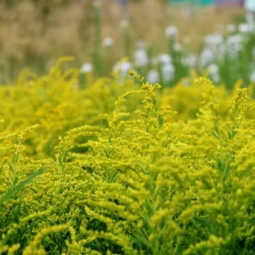 Мед золотарник описание и отзывы фото Купить Золотарник (Solidago) с доставкой почтой в интернет-магазине Архиленд
