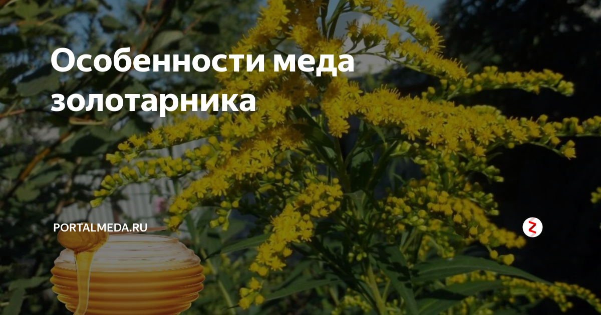 Мед золотарник описание и отзывы фото Мед из золотарника: полезные свойства, противопоказания, состав