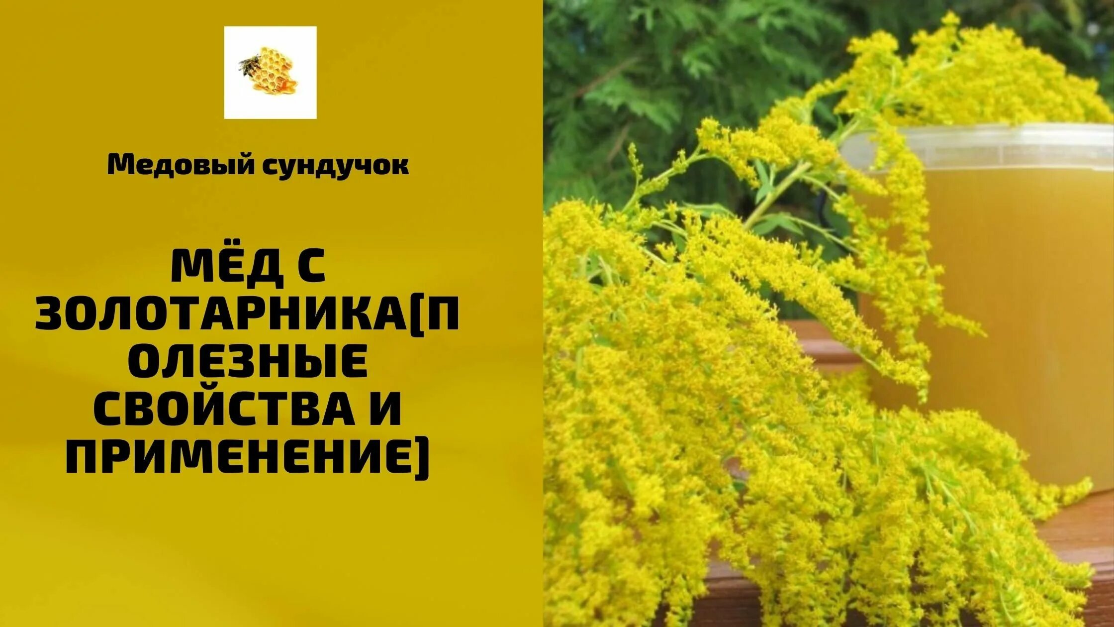 Мед золотарник описание и отзывы фото Золотарник обыкновенный медонос - 72 фото