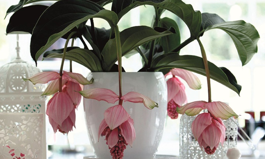 Мединилла фото уход в домашних Medinilla Dolce Vita Groupon Goods