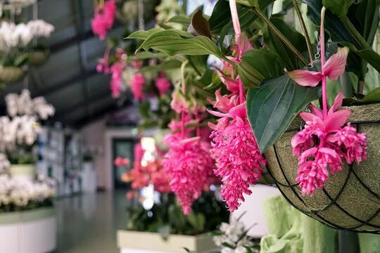 Мединилла фото уход в домашних Medinilla Images - Browse 690 Stock Photos, Vectors, and Video Adobe Stock