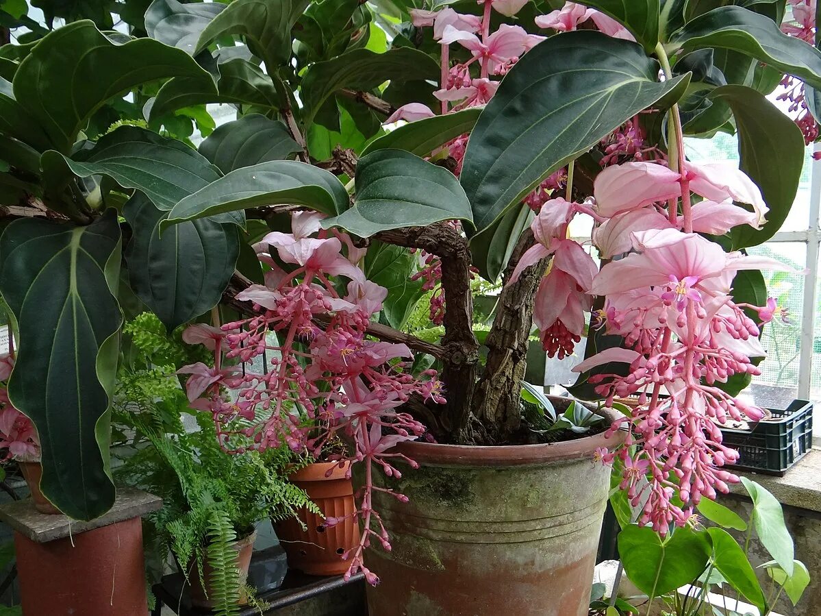 Мединилла фото уход в домашних File:Medinilla magnifica OB10.jpg - Wikimedia Commons