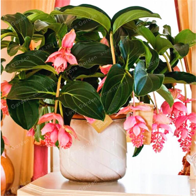 Мединилла фото уход в домашних 50/100 шт Medinilla Magnifica бонсай семена цветов растение для украшения дома и