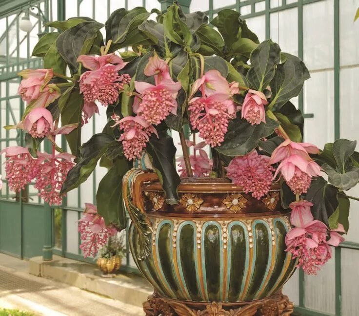 Мединилла фото уход в домашних Medinilla Magnifica (Philippine Orchid) How to grow care: https://www.houseplant
