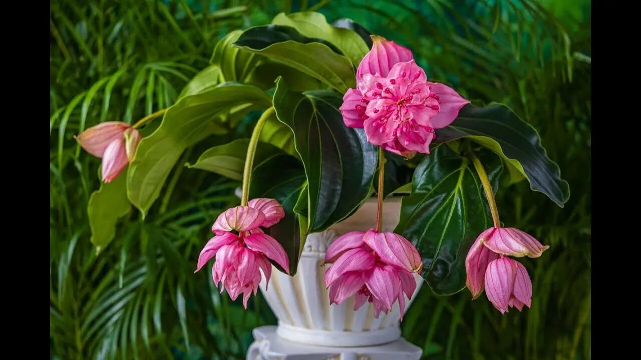 Мединилла фото уход в домашних Medinilla Myriantha Malaysian Ground Orchid Plant Care - YouTube