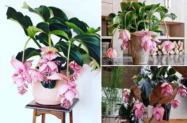 Мединилла фото уход в домашних Мединилла великолепная (Medinilla magnifica) Это вечнозеленое комнатное растение