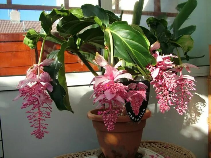 Мединилла фото уход в домашних Medinilla Flower Seeds ROSE GRAPE Tropical Beauty Rare Etsy Flower seeds, Rose s