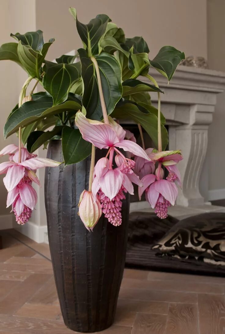 Мединилла фото уход в домашних Kom langs in de Laguna Shop voor een prachtige Medinilla Magnifica. Middenzwet 1
