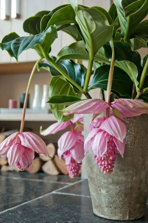 Мединилла фото уход в домашних Medinilla magnifica, Phils Plantas en maceta, Flores exóticas, Plantas con flore