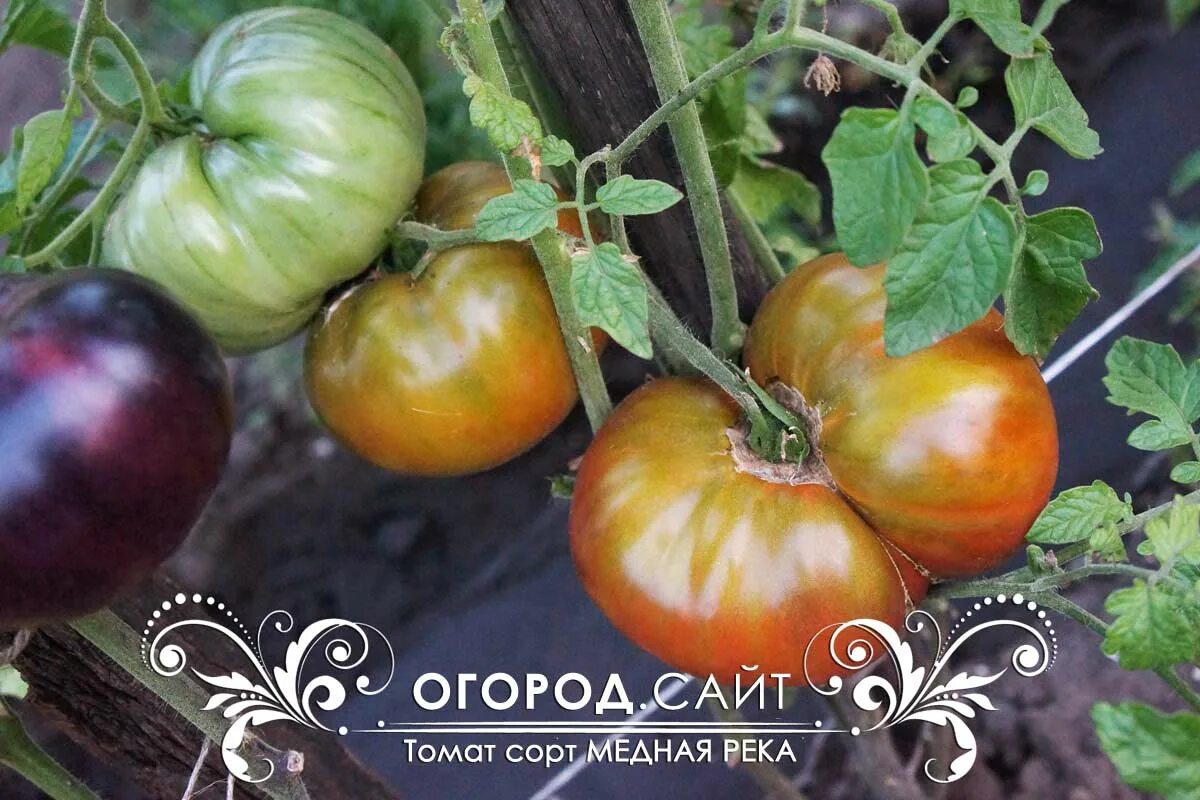 Медная река томат описание фото отзывы Томат Медная река, семена ОГОРОД.сайт