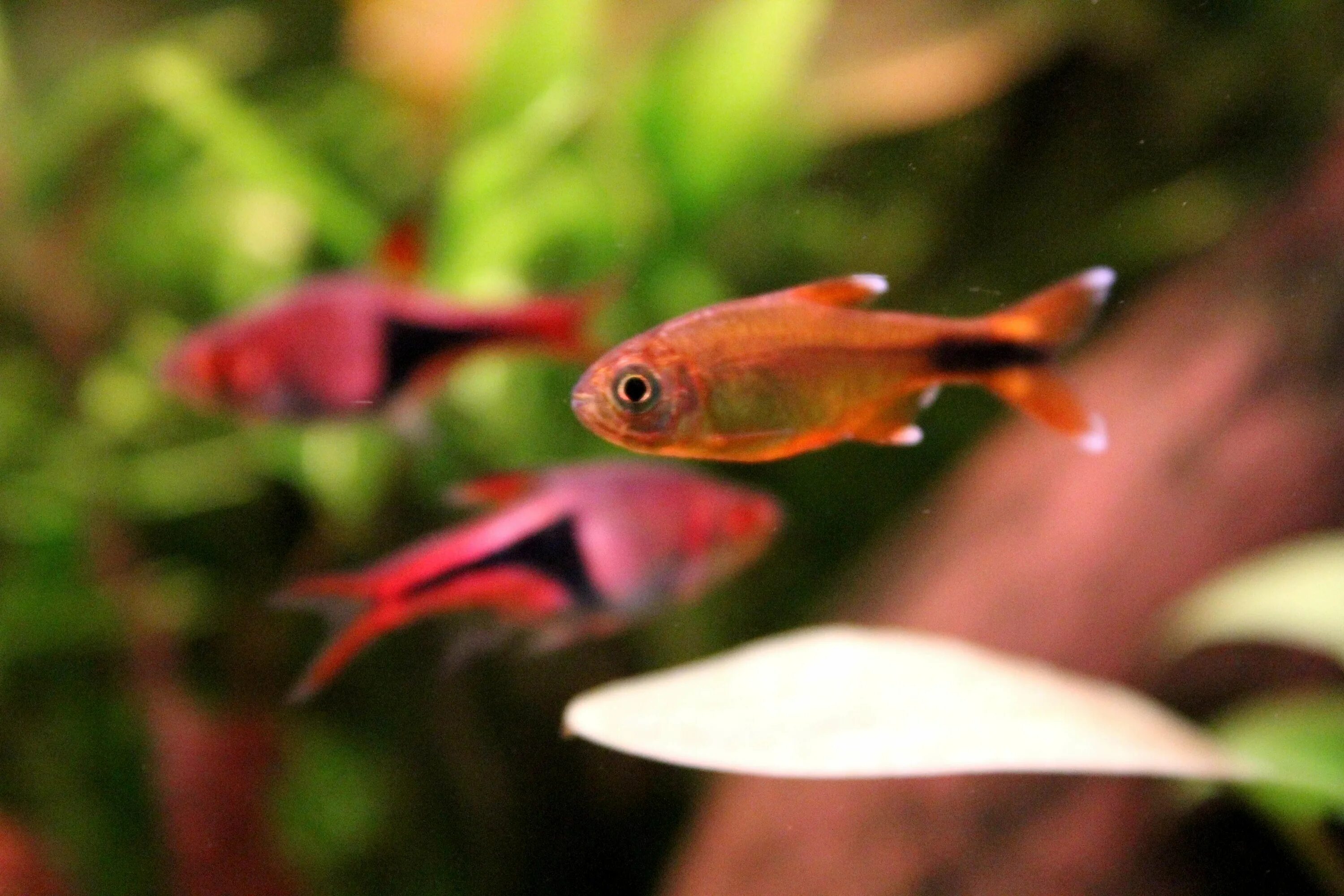 Медная тетра аквариумная рыбка фото AquaBid.com - Archived Auction fwcharacins1538001013 - 10 x Silvertip Tetras (H.