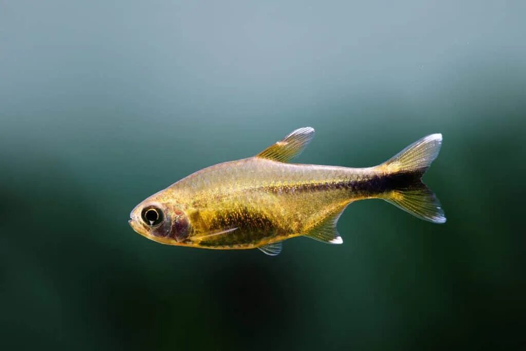 Медная тетра аквариумная рыбка фото Silvertip Tetra (Hasemania Nana): Ultimate Care Guide - Fish Laboratory