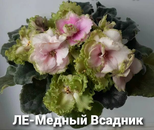 Медный фиалка фото Детки сортовых фиалок по 120-150р. Сорта разные. Ярега. Возможна доставка в Ухту