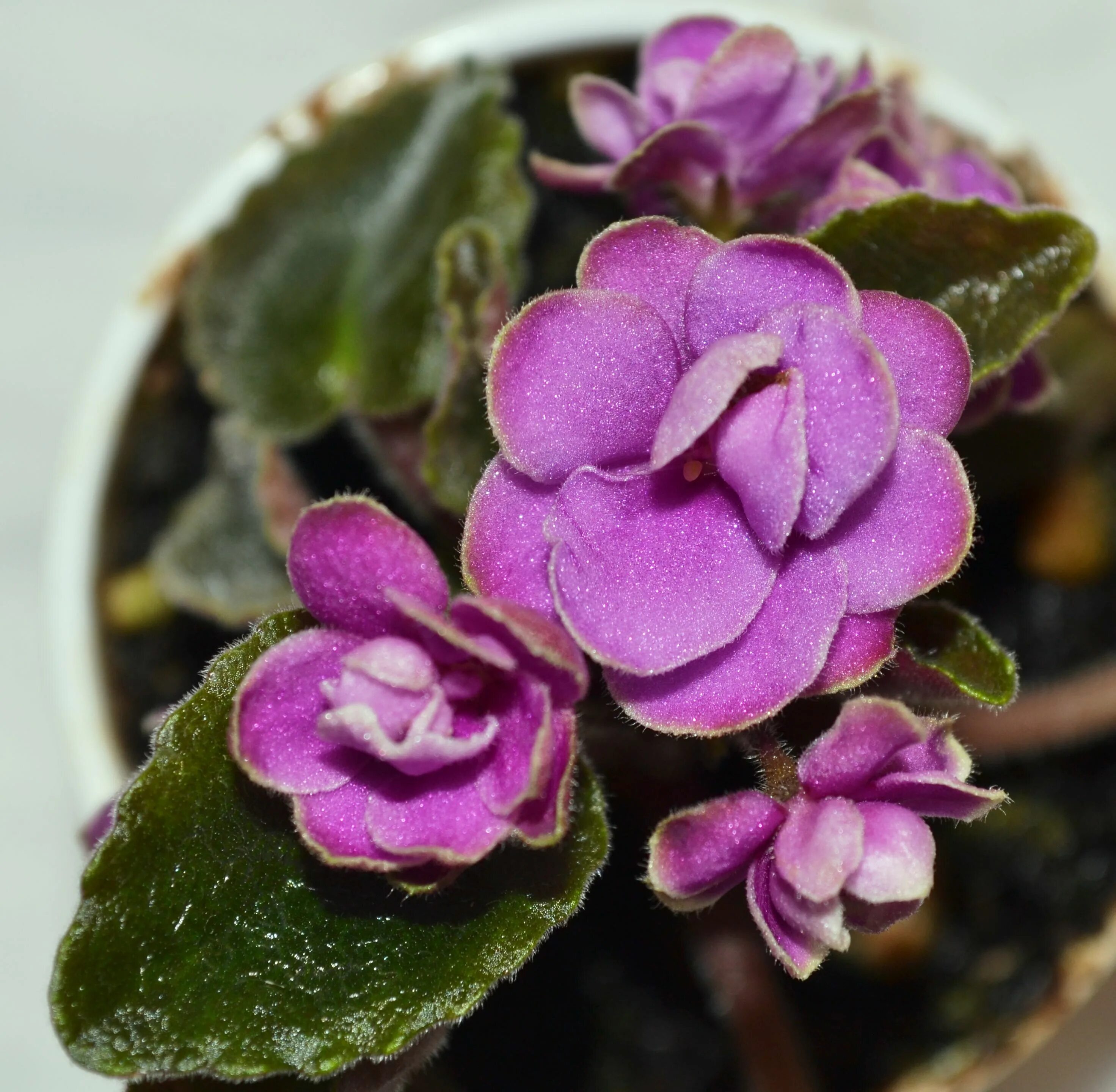Медный фиалка фото Optimara Little Amethyst Miniature African Violet Plant Flower African violets p