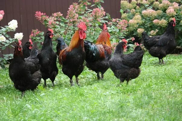 Медный маран куры фото Куры породы маран: описание, разновидности и фото Beautiful chickens, Maran chic