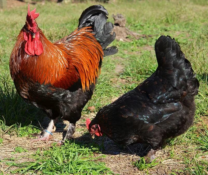 Медный маран куры фото Marans Beautiful chickens, Chicken breeds, Meat birds