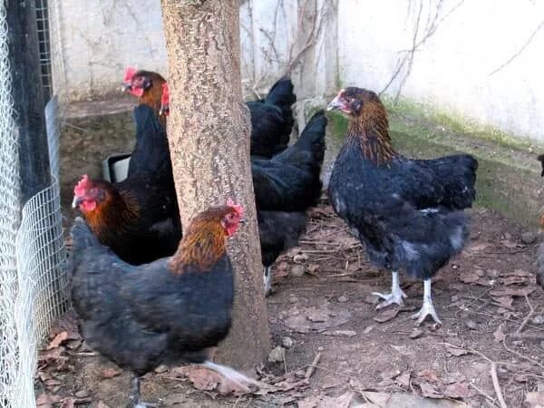 Медный маран куры фото Маран черно-медный и кукушечный - описание породы кур