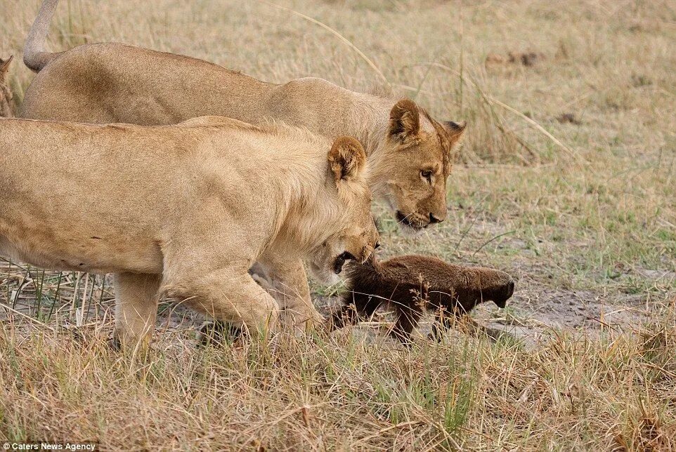 Медоед против львов фото Don't call me honey! Furious badger fights back against lions Lion, Honey badger