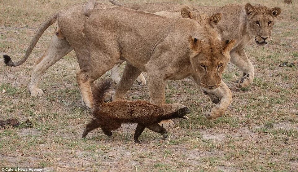 Медоед против львов фото Honey badger fights back in battle against a pride of lions Daily Mail Online