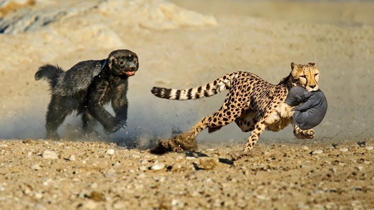 Медоед против львов фото Ratel rescues her cub from a leopard! Real Honey Badger vs Leopard Fight - YouTu