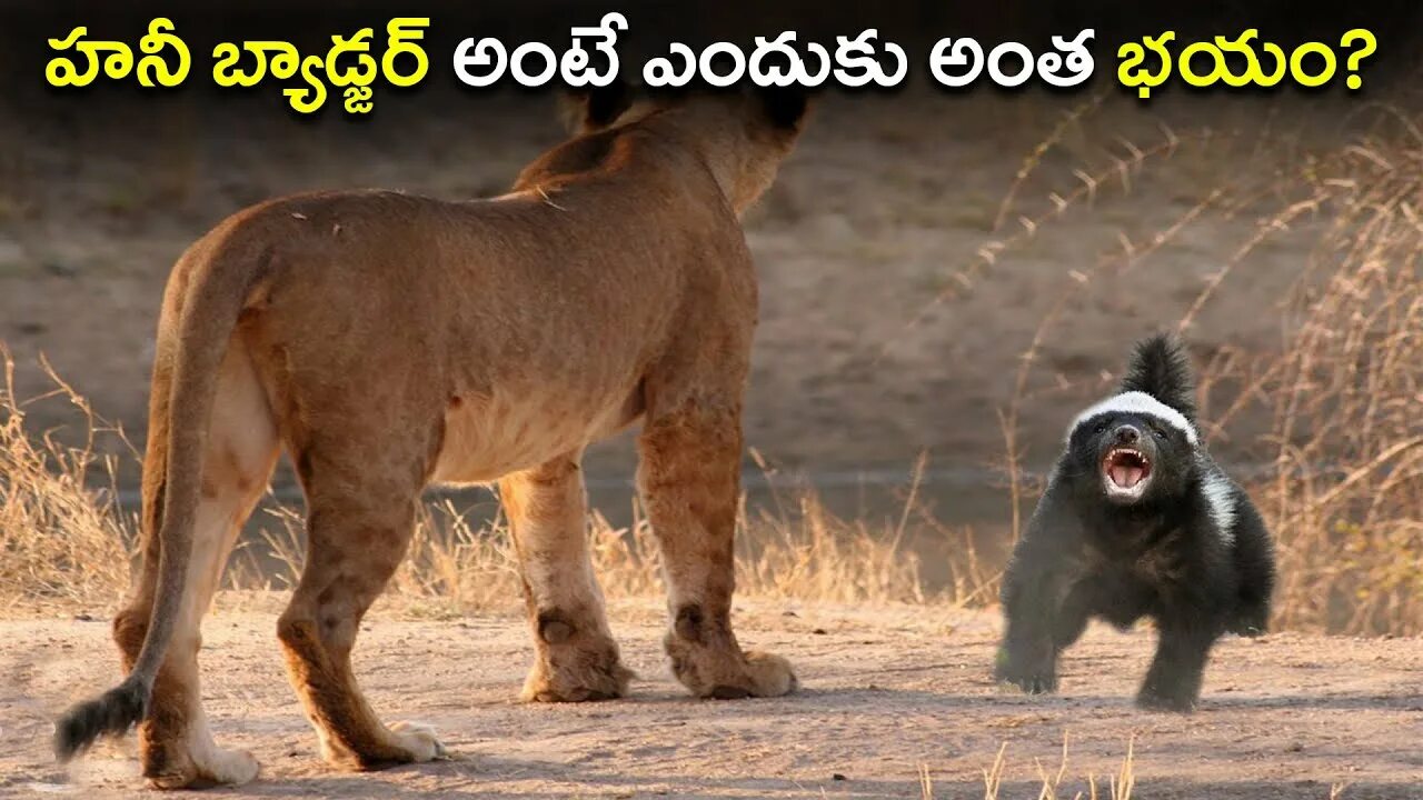 Медоед против львов фото HONEY BADGER దూకుడుకి సాటెవ్వరూ?/ No one can match the aggression of HONEY BADGE