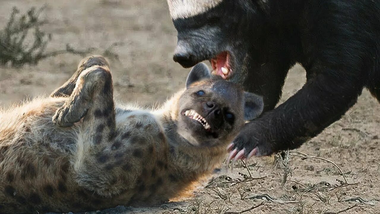 Медоед против львов фото Fearless Honey Badger Attack All Honey Badger vs Hyena, Lion, Crocodile, Python,
