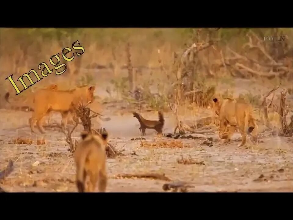 Медоед против львов фото Brave Honey Badger takes on pride of LIONS and holds them off for 30 minutes - Y