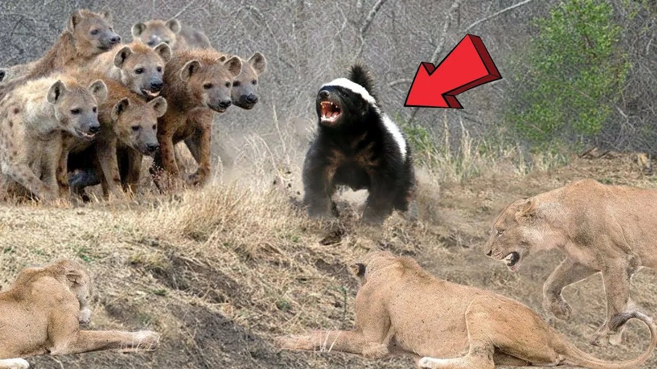 Медоед против львов фото Honey Badger Takes Savagery to a Whole New Level #HoneyBadgerUnleashed - YouTube