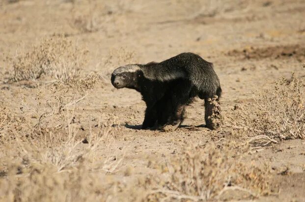 Медоед танки фото Honey badger - Fascinating Africa