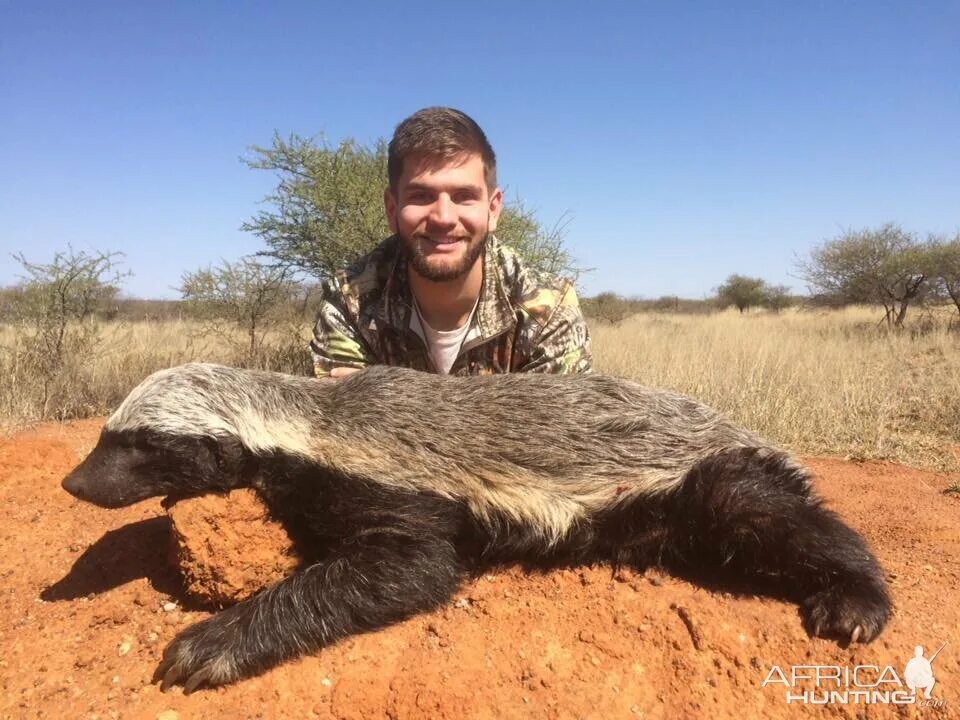 Медоед танки фото Honey Badger Pictures AfricaHunting.com