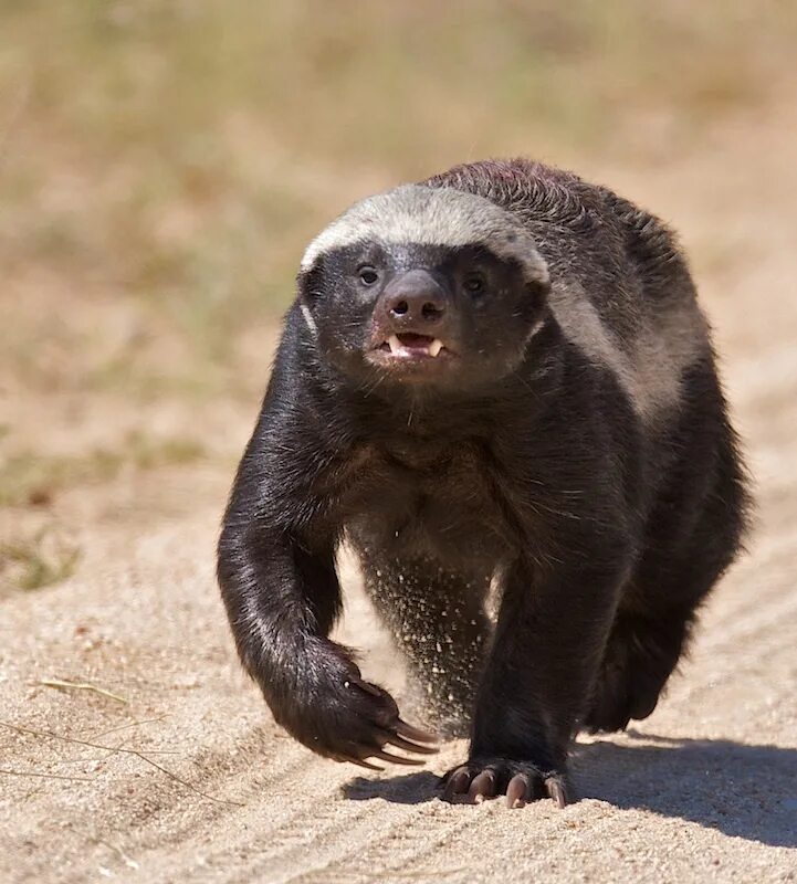 Медоед животное фото Pin by Rebekah Gilbert on All things Animal Honey badger, Wild animals pictures,